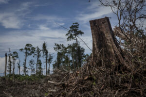 How Human Actions Drive Pandemics: The Role of Climate Change and Biodiversity